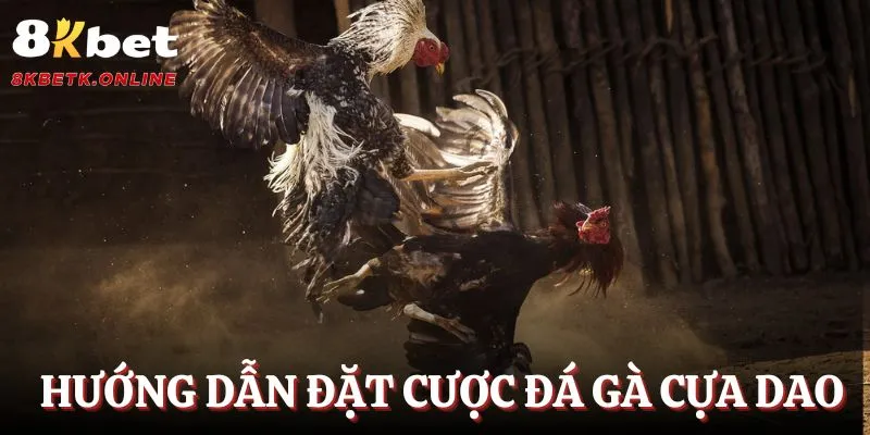 Hướng dẫn đặt cược đá gà